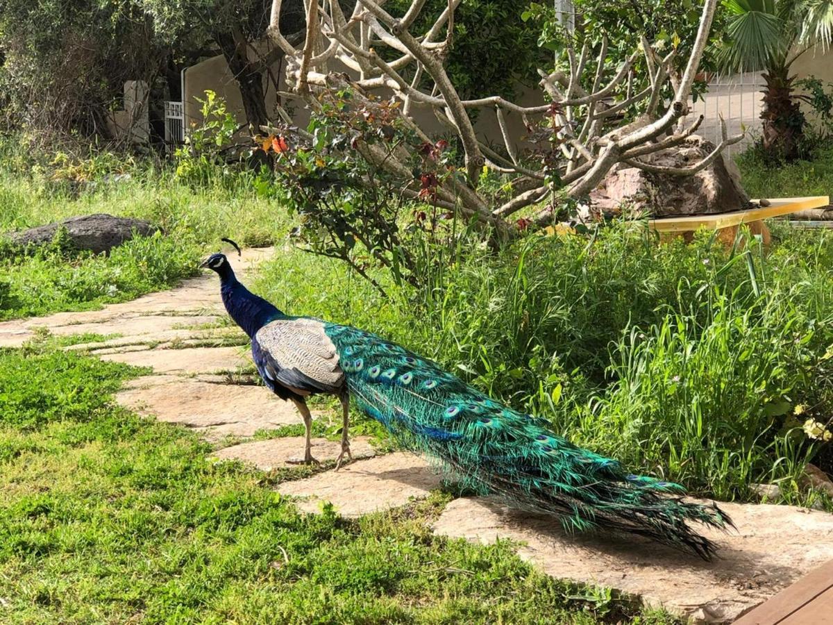 Вилла Above The Sea Ein Hod Экстерьер фото